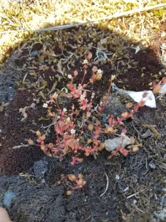 Rue-leaved Saxifrage thumbnail 3
