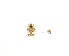Walnut Lace Bug thumbnail 2