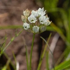 white brodiaea thumbnail 3