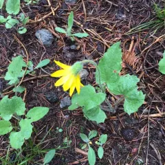 heartleaf arnica thumbnail 4