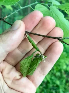 Agromyza deserta thumbnail 1