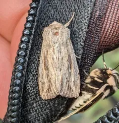 Heterodox Wainscot Moth thumbnail 1