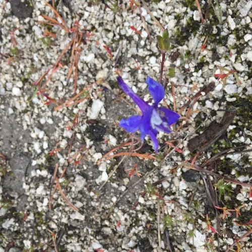 upland larkspur