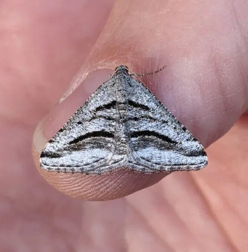 Shaded Granite Moth