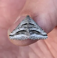 Shaded Granite Moth thumbnail 1