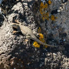 Common Side-blotched Lizard thumbnail 4