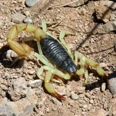 Black Hairy Scorpion thumbnail 1