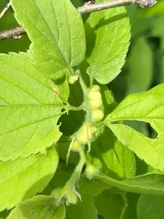 Hackberry Popout Gall Midge thumbnail 3