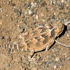 Desert Horned Lizard thumbnail 2