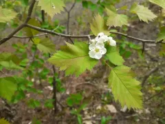 Fort Sheridan Hawthorn thumbnail 4