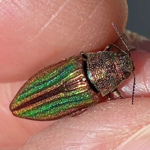 Striated Jewel Beetle