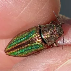 Striated Jewel Beetle thumbnail 1