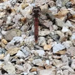 Variegated Meadowhawk thumbnail 3