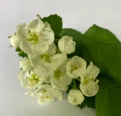 Large-thorn hawthorn thumbnail 3
