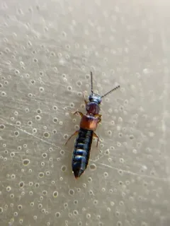 Anotylus insecatus thumbnail 3