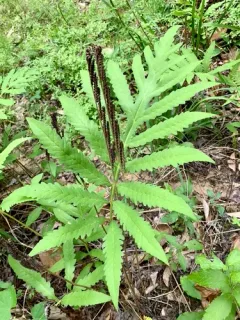 sensitive fern thumbnail 1