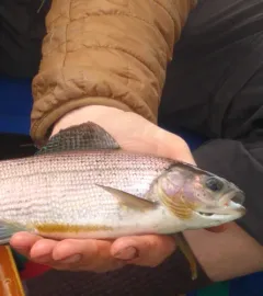 Arctic Grayling thumbnail 2