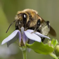 Neighborly Mining Bee thumbnail 4