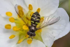 Boreal Brusheye thumbnail 2