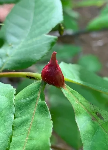 Phylloxera perniciosa