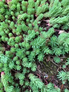 Turkish stonecrop thumbnail 2