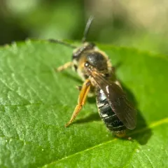 Orange-legged Miner Bee thumbnail 1