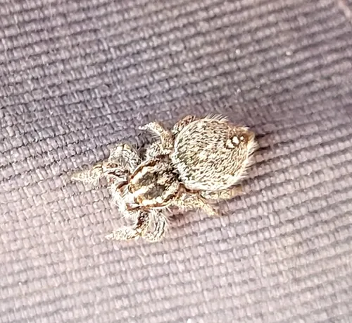 Habronattus cognatus
