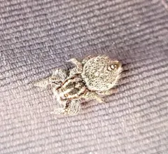 Habronattus cognatus thumbnail 1