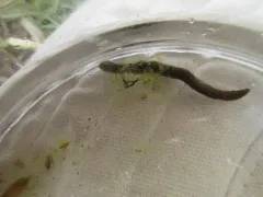 Erpobdella punctata thumbnail 3