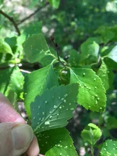 Cecidophyopsis betulae thumbnail 1