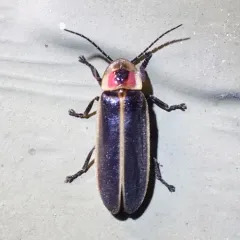 Common Eastern Firefly thumbnail 4