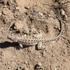 Long-nosed Leopard Lizard thumbnail 2