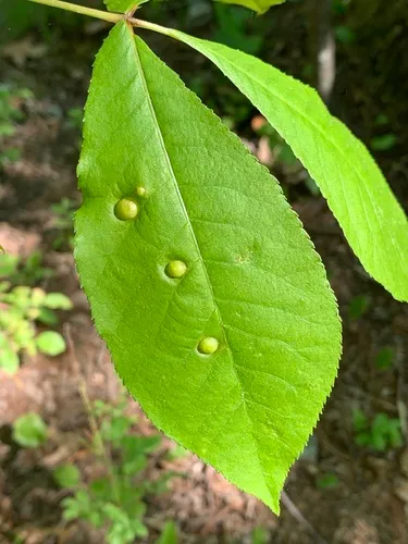 Phylloxera rimosalis