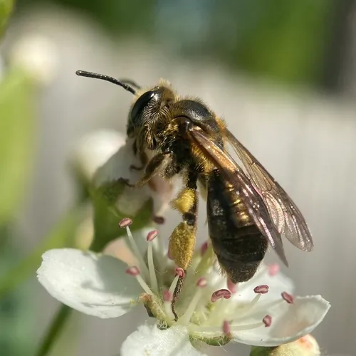 Hawthorn Mining Bee