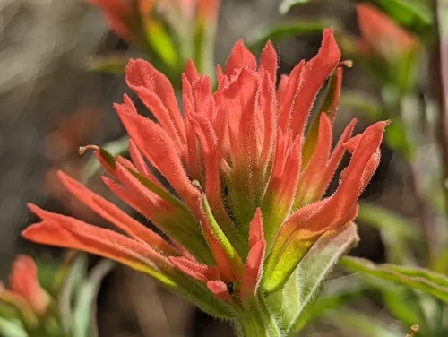 Peck's Paintbrush