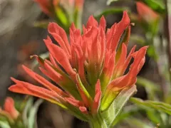 Peck's Paintbrush thumbnail 1