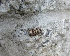 Barbara mappana thumbnail 3