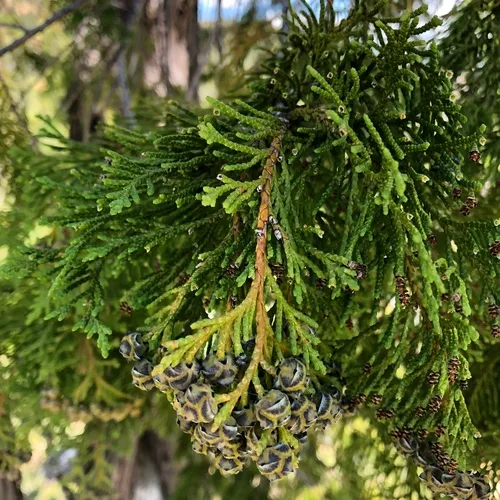 Lawson's cypress