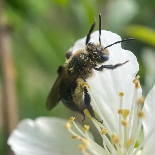 Neighborly Mining Bee
