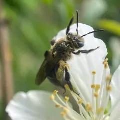 Neighborly Mining Bee thumbnail 1