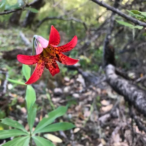 bolander's lily