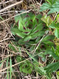 Houseleek thumbnail 2