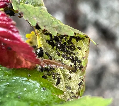 Black Cherry Aphid