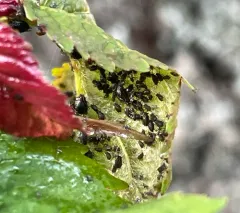 Black Cherry Aphid thumbnail 1