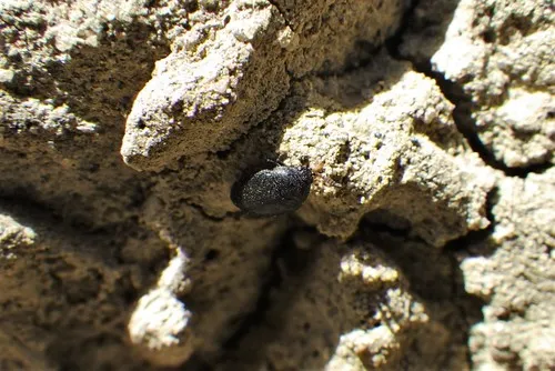 Sinister Granary Beetle