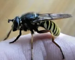 Patton's Yellowjacket Fly thumbnail 2