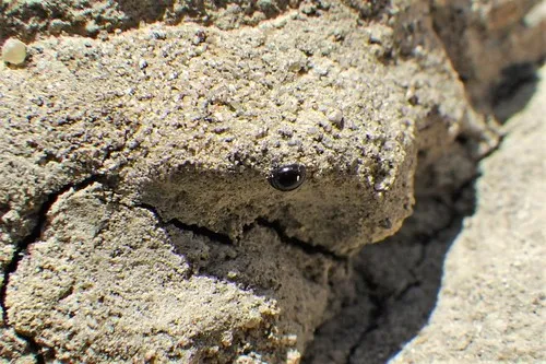 Micro Lady Beetle