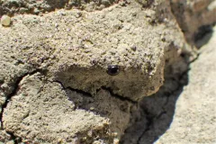 Micro Lady Beetle thumbnail 1