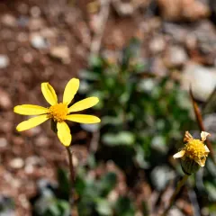 serpentine groundsel thumbnail 2