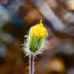 klamath arnica thumbnail 3